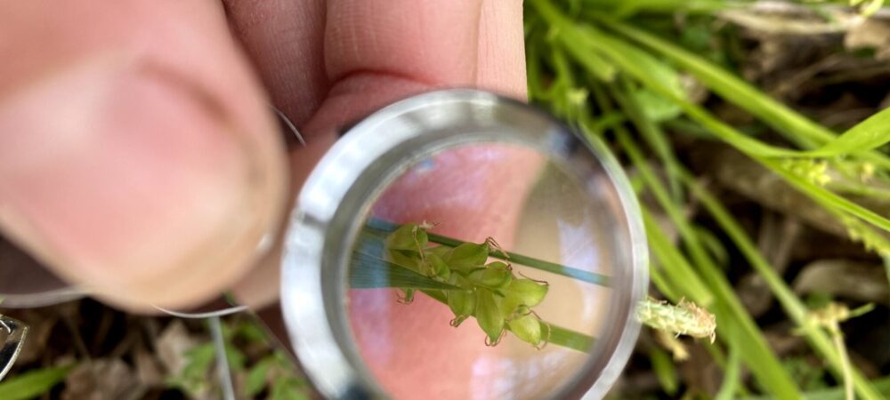 A hand lens helps distinguish minute features of plants in the field.
