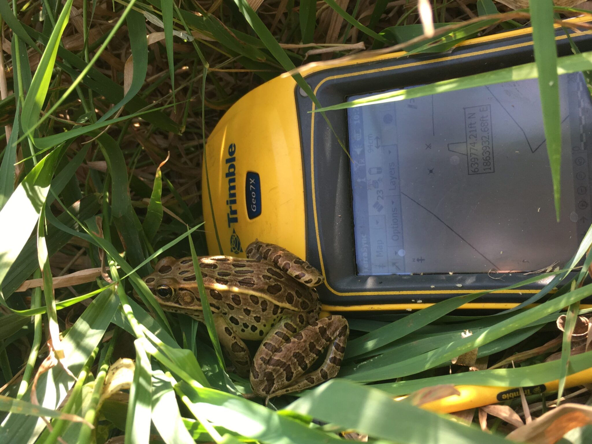 leopard frog and trimble gps