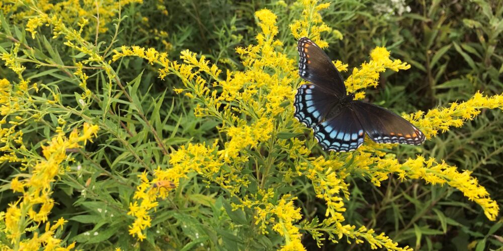 spotted purple on goldenrod